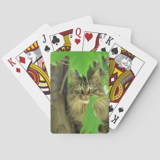 Baralho Maine Coon Cat na árvore (Verso)