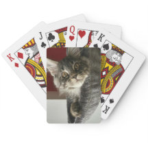 Maine Coon Kitten Jogando Cartões