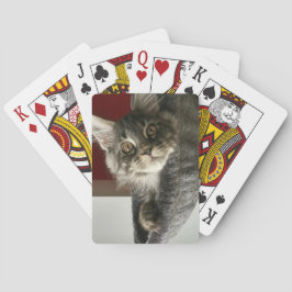 Baralho Maine Coon Kitten Jogando Cartões