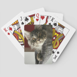 Baralho Maine Coon Kitten Jogando Cartões