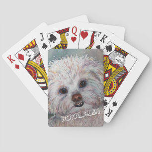 BARALHO MALTESE BRANCO DOCE YORKIE MIX