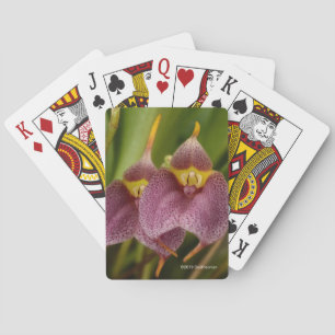 Baralho Masdevallia