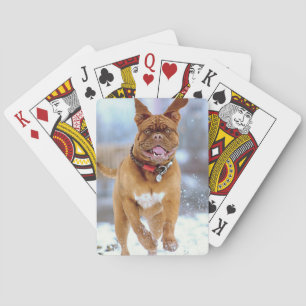 Baralho Mastiff Plus