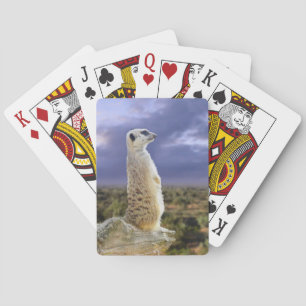 Baralho Meerkat E O Excelente Ao Exterior,