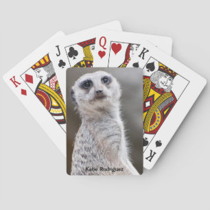 Baralho Meerkat olhando para você