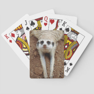 Baralho Meerkat (Suricata Suricatta) que refrigera para