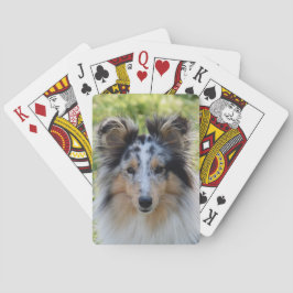 Baralho Merle Shetland Sheepdog - Sheltie Dog