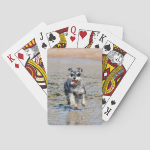 Baralho mini schnauzer-funcionamento