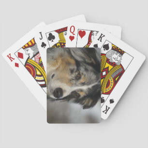 Baralho Miniature American Shepherd Blue Merle segundo