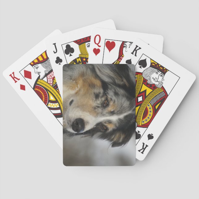 Baralho Miniature American Shepherd Blue Merle segundo (Verso)