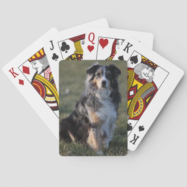 Baralho Miniature American Shepherd Blue Merle Sentado (Verso)