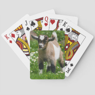Baralho Miúdo anão nigeriano