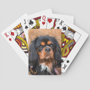 Baralho O Cavalier do Rei Charles Spaniel, preto e tan
