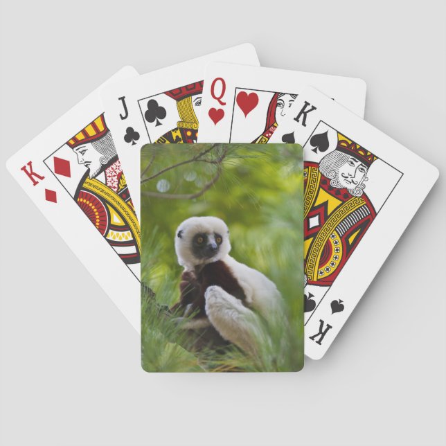 Baralho O Sifaka de Coquerel na floresta 2 (Verso)