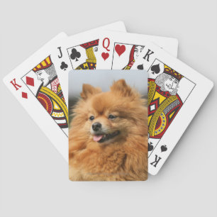 Baralho Observação de Pomeranian