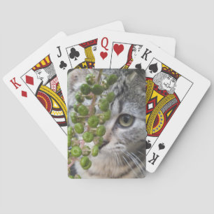Baralho Ocultar Kitten