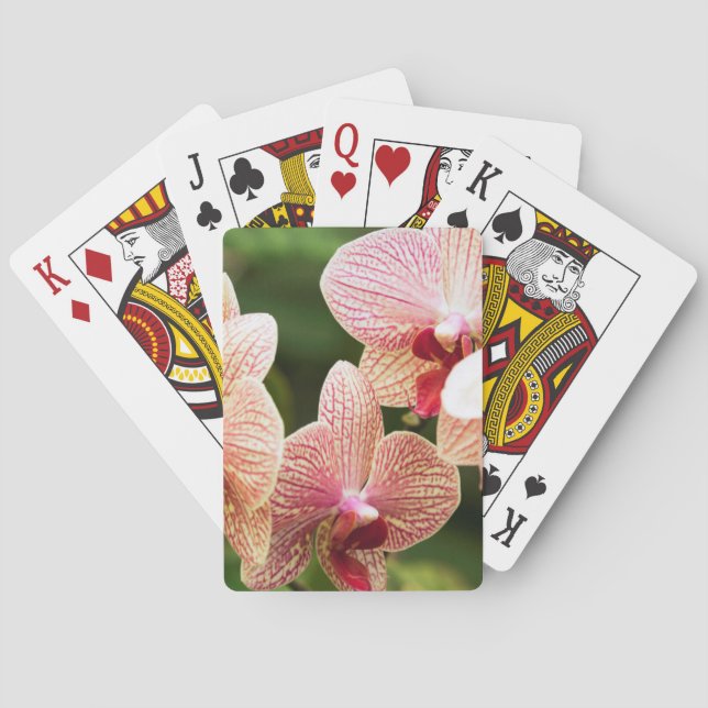 Baralho Orange Orchid Hybrid, África do Sul (Verso)