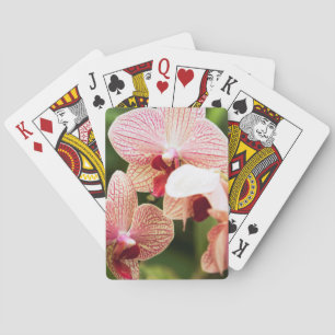 Baralho Orange Orchid Hybrid, South Africa