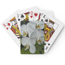 Orquídeas da Phalaenopse Branca