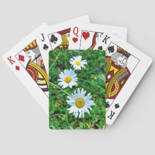 Baralho Ox-Eye Daisies