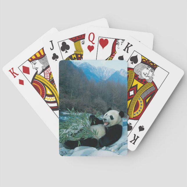 Baralho Panda comendo bambu na margem do rio, Wolong, 2 (Verso)