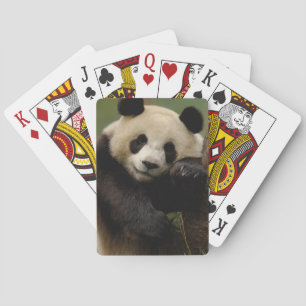 Baralho Panda-gigante Ailuropoda melanoleuca) Família