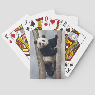 Baralho Panda jovem subindo em uma árvore, China