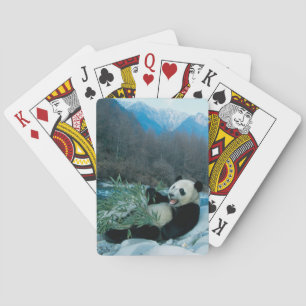 Baralho Panda que come o bambu pelo banco de rio, Wolong,