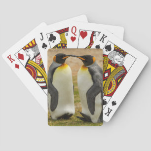 Baralho Par de pinguins-imperadores, Ilhas Falkland