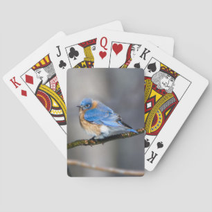 Baralho Pássaro Bluebird oriental a jogar cartas nos membr