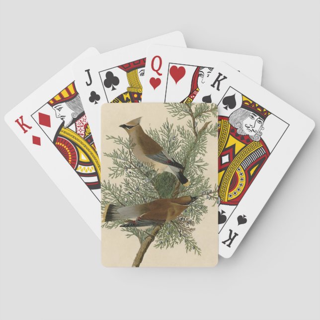 Baralho Pássaro Cera-de-cedro de Audubon (Verso)