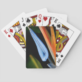 Baralho Pássaro da Foto do Paraíso