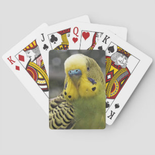 Baralho Pássaro de Budgie