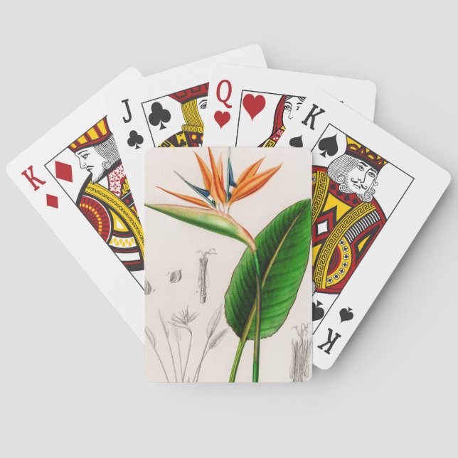 Baralho Pássaro flor do paraíso vintage ilustrado (Verso)
