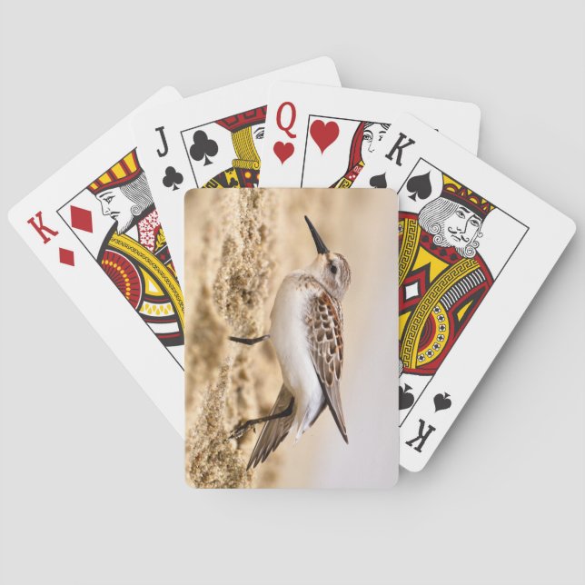 Baralho Pássaro Sanduíche Bonito na Areia (Verso)