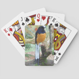 Baralho Pássaro Shama Branco Masculino