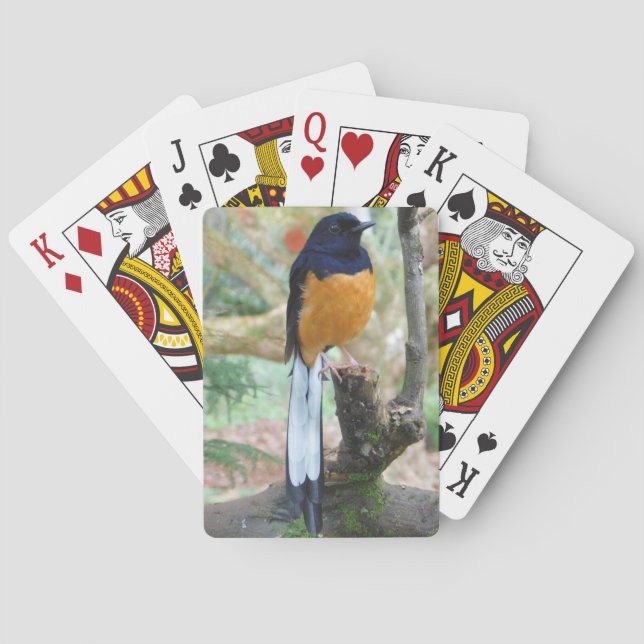 Baralho Pássaro Shama Branco Masculino (Verso)