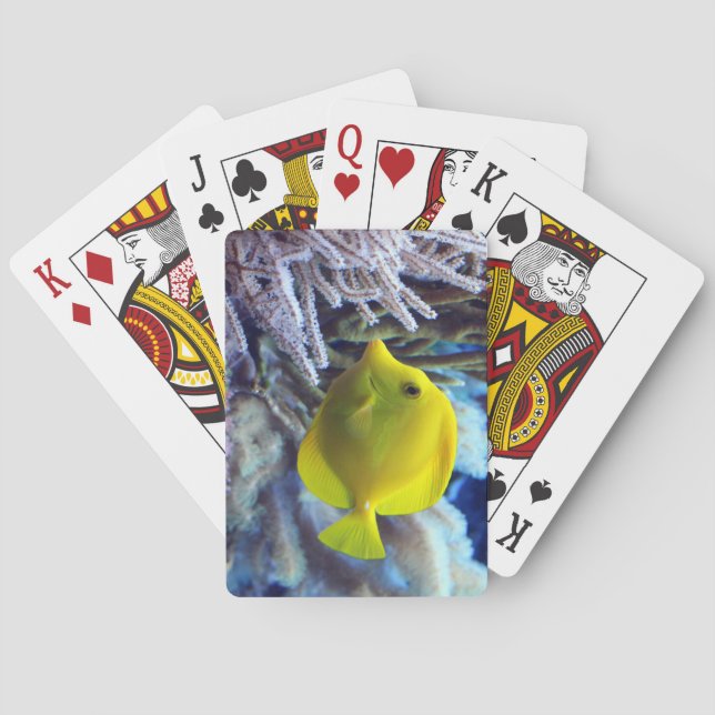 Baralho Peixe-Tang De Saltwater Amarelo (Verso)