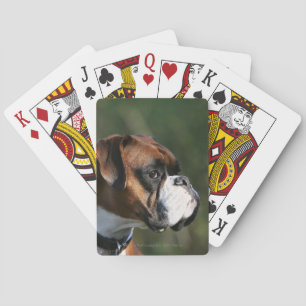Baralho Perfil do lado do cão do pugilista
