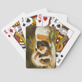 Baralho Pet Guiné Pigs Feeding (por James Ward)