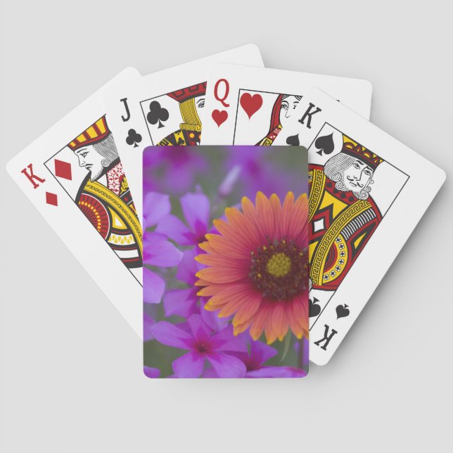 Baralho Phlox e Indian Blanket perto de Devine Texas (Verso)