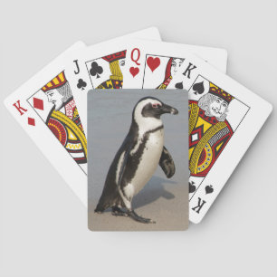 Baralho Pinguim Africano Caminhando