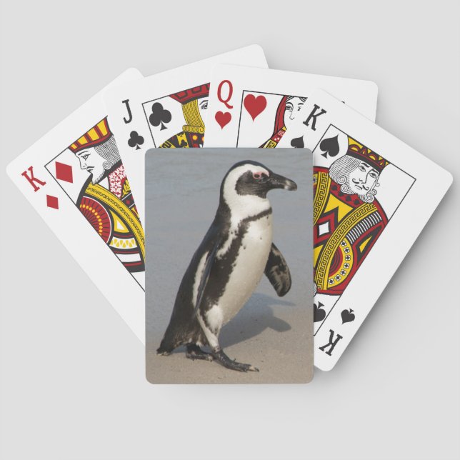Baralho Pinguim Africano Caminhando (Verso)