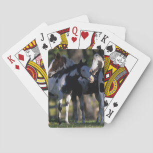 Baralho Pinte cavalos