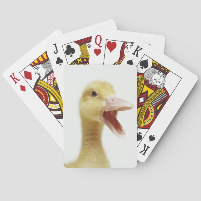 Baralho Pintinho de pato de Pekin, com tiro na cabeça (Verso)