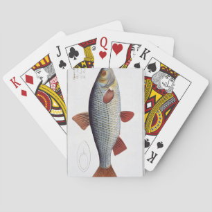 Baralho Placa II da barata (Cyprinus Rutilis) 'de