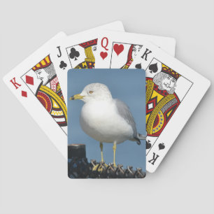 Baralho Placas de Reprodução de Seagull