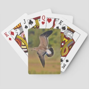 Baralho Placas de Reprodução de Seagull