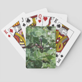 Baralho Placas de Reprodução Wasp