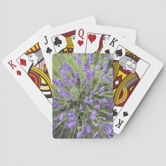 Baralho Plantas de lavanda (Verso)